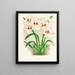 Miltonia Röezli - Jean Jules Linden — gerahmtes Bild an der Wand