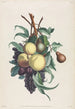Zweige des Rousselet, Fischfang, Pflaume und Traube - Jean-Louis Prévost — Ansicht des Kunstwerks