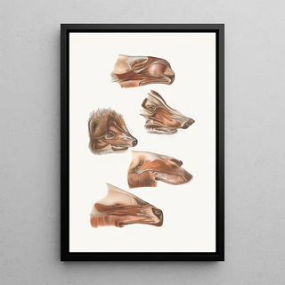 Johan Erik Vesti Boas - Fore End Of Head Of Elk Nasua Dromedary ErinaceusWapiti.webp