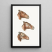 Muscles faciaux superficiels de Halmalurus - Johan Erik Vesti Boas — gerahmtes Bild an der Wand