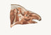 Superficial Facial Muscles of a Tapir - Johan Erik Vesti Boas — artwork view