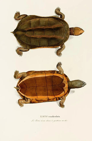 Johann Baptist von Spix - Emys Canaliculata.webp