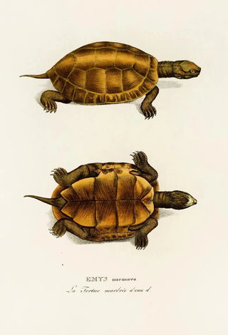 Johann Baptist von Spix - Emys Marmorea.webp