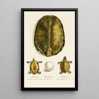 Johann Baptist von Spix - Emys Viridis Emys Amaz juv.webp