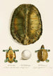 Emys Viridis Emys Amaz juv - Johann Baptist von Spix — artwork view