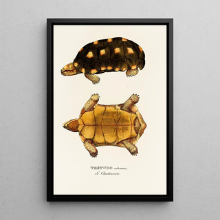 Johann Baptist von Spix - Testudo Carbonaria.webp