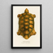 Testudo Hercules - Johann Baptist von Spix — quadro incorniciato alla parete