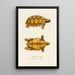 Testudo Sculpta - Johann Baptist von Spix — gerahmtes Bild an der Wand