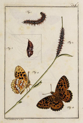 Johann Caspar Fuessli - Archives de lhistoire des insectes Pl01.webp