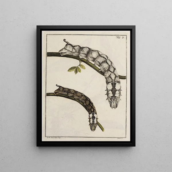 Johann Caspar Fuessli - Archives de lhistoire des insectes Pl03.webp
