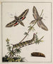 Archives de l'histoire des insectes Pl04 - Johann Caspar Füssli — artwork view