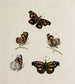 Archives of the history of insects Pl08 - Johann Caspar Füssli — artwork view