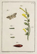 Archives de l'histoire des insectes Pl11 - Johann Caspar Füssli — vista dell’opera
