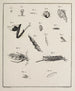 Archives de l'histoire des insectes Pl12 - Johann Caspar Füssli — artwork view
