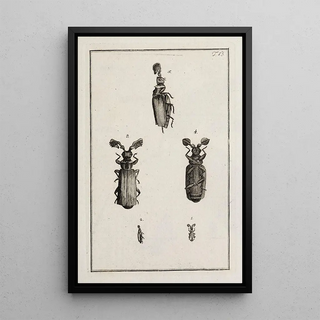 Johann Caspar Fuessli - Archives de lhistoire des insectes Pl13.webp