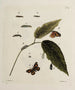 Archives de l'histoire des insectes Pl14 - Johann Caspar Füssli — artwork view