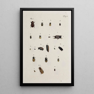 Johann Caspar Fuessli - Archives de lhistoire des insectes Pl19.webp