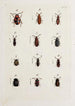 Archive der Geschichte der Insekten Pl22 - Johann Caspar Füssli — Ansicht des Kunstwerks