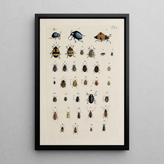 Johann Caspar Fuessli - Archives de lhistoire des insectes Pl24.webp