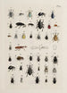 Archive der Geschichte der Insekten Pl25 - Johann Caspar Füssli — Ansicht des Kunstwerks