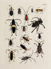 Archives of the History of Insects Pl26 - Johann Caspar Füssli — artwork view