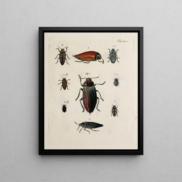 Johann Caspar Fuessli - Archives de lhistoire des insectes Pl29.webp