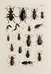 Archive der Geschichte der Insekten Pl31 - Johann Caspar Füssli — Ansicht des Kunstwerks