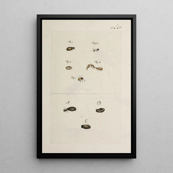 Johann Caspar Fuessli - Archives de lhistoire des insectes Pl33.webp