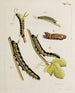 Archives de l'histoire des insectes Pl35 - Johann Caspar Füssli — artwork view