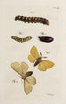 Archive der Geschichte der Insekten Pl36 - Johann Caspar Füssli — Ansicht des Kunstwerks
