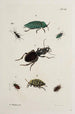 Archives de l'histoire des insectes Pl41 - Johann Caspar Füssli — vista dell’opera