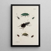 Archives de l'histoire des insectes Pl41 - Johann Caspar Füssli — quadro incorniciato alla parete