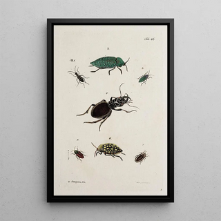 Johann Caspar Fuessli - Archives de lhistoire des insectes Pl41.webp