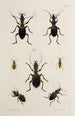 Archives de l'histoire des insectes Pl42 - Johann Caspar Füssli — vista dell’opera