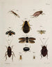 Archives of Insect History Pl44 - Johann Caspar Füssli — artwork view