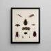 Archives of Insect History Pl44 - Johann Caspar Füssli — framed artwork on a wall