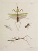 Archives de l'histoire des insectes Pl46 - Johann Caspar Füssli — artwork view