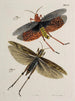 Archives de l'histoire des insectes Pl49 - Johann Caspar Füssli — artwork view