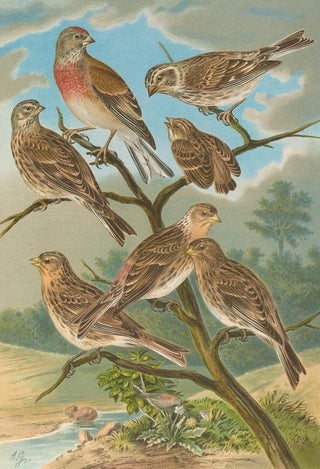 Johann Friedrich Naumann - Acanthis cannabina Acanthis flavirostris.webp