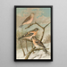 Acanthis cannabina Fringilla montifringilla - Johann Friedrich Naumann — gerahmtes Bild an der Wand