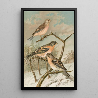 Johann Friedrich Naumann - Acanthis cannabina Fringilla montifringilla.webp