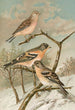 Acanthis cannabina Fringilla montifringilla - Johann Friedrich Naumann — Ansicht des Kunstwerks