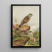 Accentor collaris - Johann Friedrich Naumann — quadro incorniciato alla parete