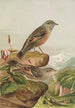 Accentor collaris - Johann Friedrich Naumann — vista dell’opera