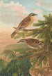 Accentor modularis Accentor montanellus - Johann Friedrich Naumann — vista dell’opera