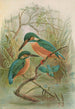 Alcedo ispida - Johann Friedrich Naumann — Ansicht des Kunstwerks
