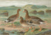 Anser albifrons - Johann Friedrich Naumann — vista dell’opera