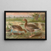 Anser anser - Johann Friedrich Naumann — gerahmtes Bild an der Wand