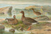 kleine Gans - Johann Friedrich Naumann — Ansicht des Kunstwerks