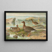 kleine Gans - Johann Friedrich Naumann — gerahmtes Bild an der Wand